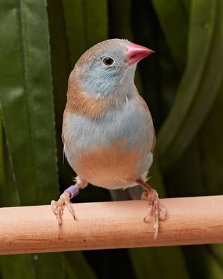 Female