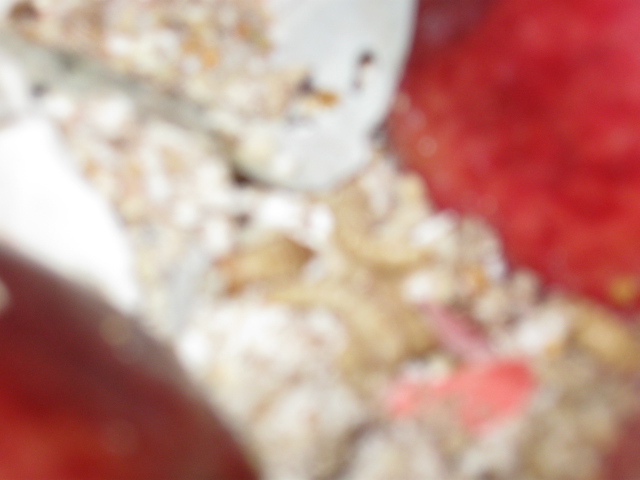 mealworms 001.jpg