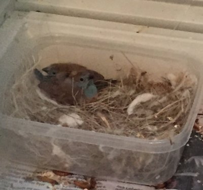 RCCB babies in homemade nest.jpg