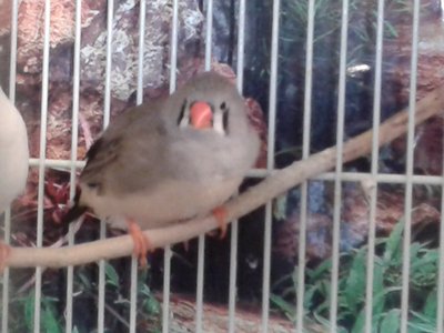 FEMALE ZEBRA FINCH