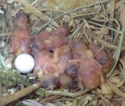 Chicks with full crops. The birds below are society finches, so they aren't as fluffy as zebra finches would be.