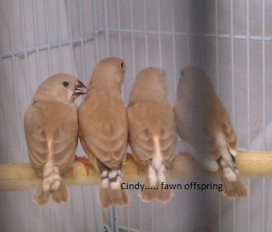 10-24 fawn fledglings all in a row.jpg