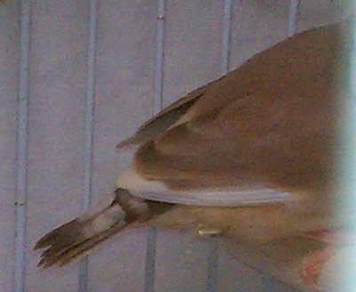 10-24 fawn fledgling split to pied- tail feathers.jpg