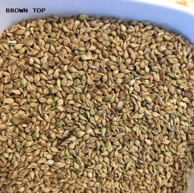 seed brown top.JPG