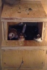 The nest box the societies used last time; the Java finches seemed too interested this time, so I took it out.