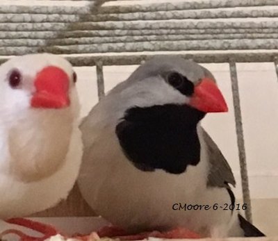 6-24 creamino hen and gray male shaft tail.JPG