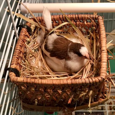 The fluffy little hen I want to egg-swap with