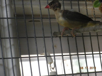 Strawberry hen.