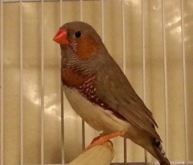 orange brest male.jpg