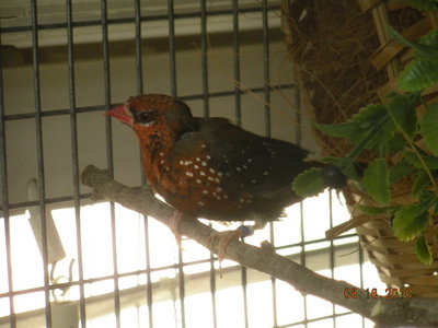 Strawberry cock.