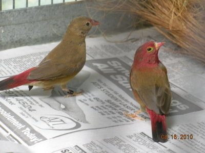 Red-billed Fire finch pair.