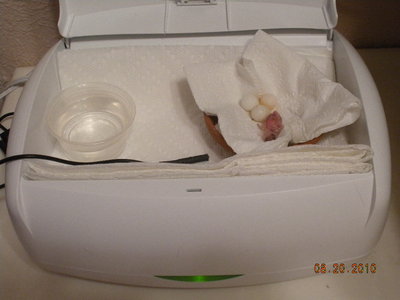 Brooder all set up and occupied, with small cup of water and thermometer probe.