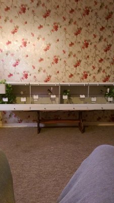 finch cage finished.jpg