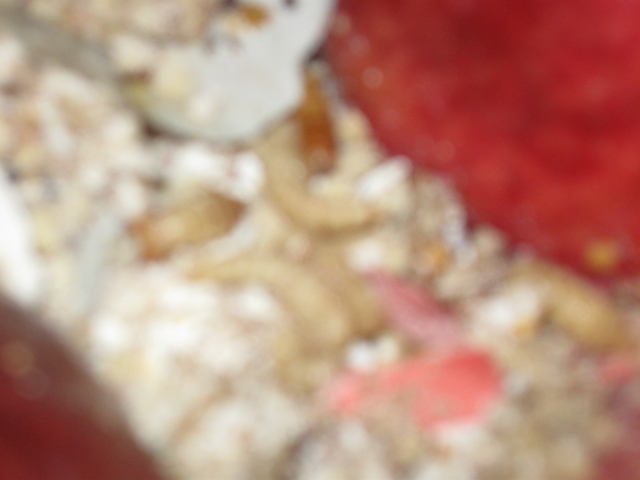mealworms 002.jpg