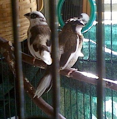 birdiessmall.jpg