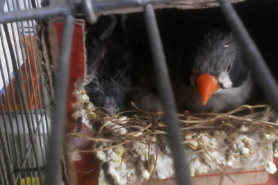 Mum in feeding action