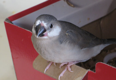 Taken on 10/26, the clearest shot of Cutie Pie's face.