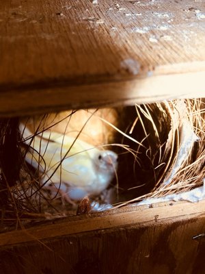 This a female chick in the nest.