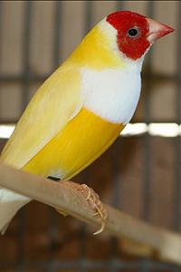 lady-gouldian-finch-.jpg