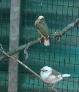 Pied star 2.jpg