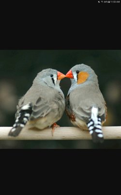Normal Grey
