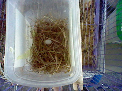 Here is the egg they have so far.