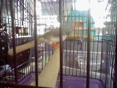 Brother 1 normal grey best pic