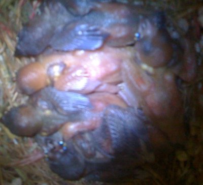newBorn.jpg