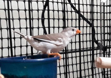 I call it Houdini because it's an escape artist. lol