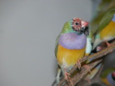 male lilac breast for comparison