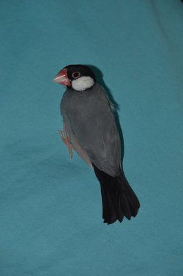 Birdo (male, split to pied)