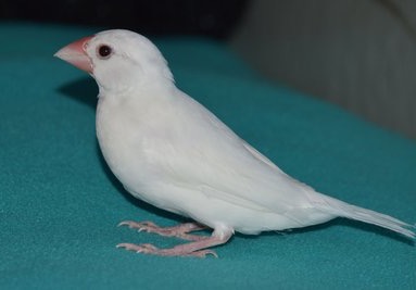 Birb (female)