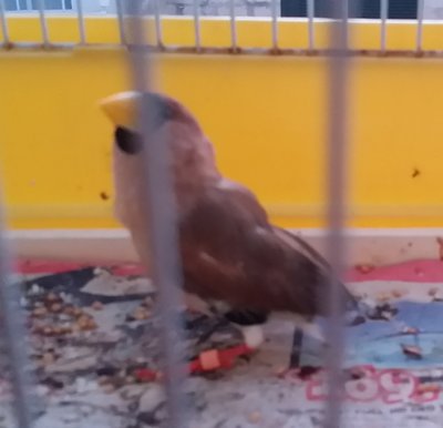bird.jpg