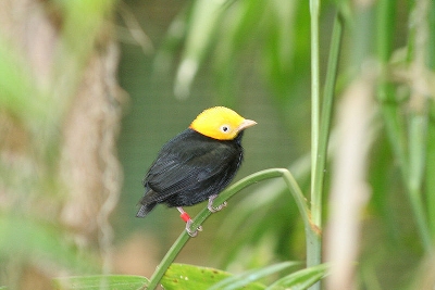 800px-Golden-headed_Manakin.jpg