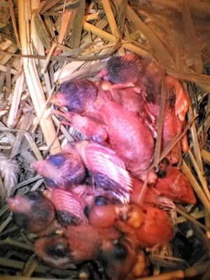 8chicks.jpg