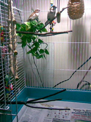 Fich Perches.jpg