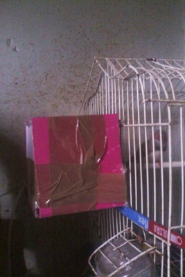And even a pinky nest