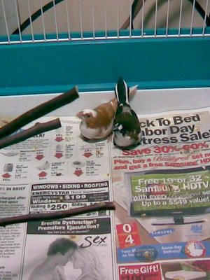 Finches At Bottom of Cage.jpg