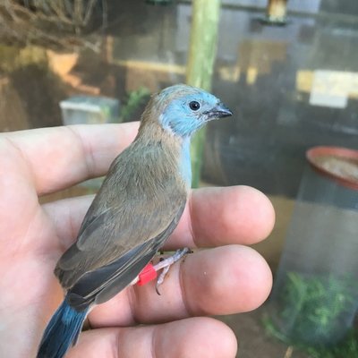 Bluecap Chick.jpg