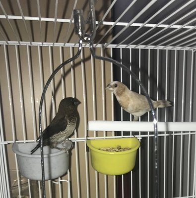 Nikes (darker one) tail feathers are looking good now.
