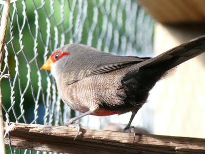 Common Waxbills (3).JPG