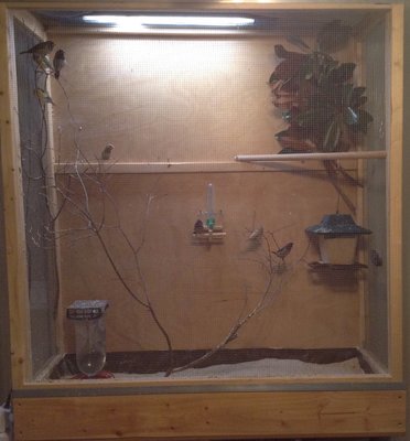 My cage setup<br /><br />Bottom left: water; I modified a hummingbird feeder so they can drink from it and bathe in it.<br /><br />Middle center: Gravity feeders for ground oyster shell and dry eggfood (took the eggfood out for winter)<br /><br />Middle right: Hopper feeder for seed, holds a couple weeks' worth<br /><br />They use most of the cage, though my gouldians are quite lazy and usually sit on the dowel perch on the right.