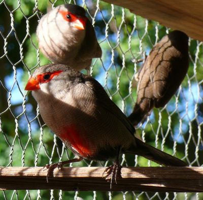 Common Waxbills.JPG
