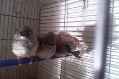 Dad pluck us