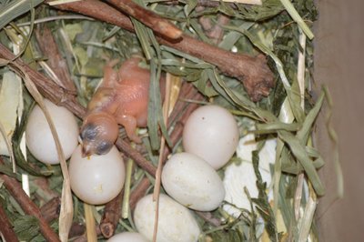 3 Java Finch Day 3 e.jpg