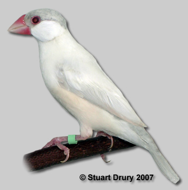 opal_isabel_java_sparrow.jpg