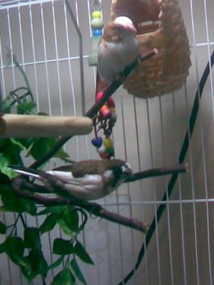 Finch On Twigs.jpg