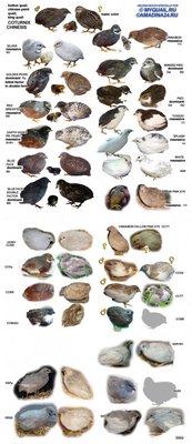 Button Quail Color Chart.jpg