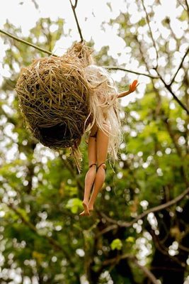 weaver nest.jpg