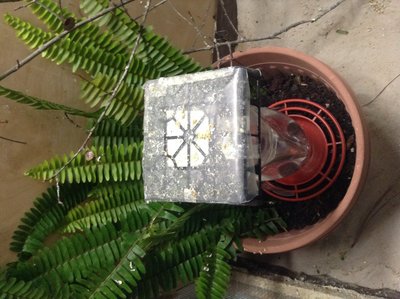 Flower pot filled with composted soil; ferns should absorb water birds splash out